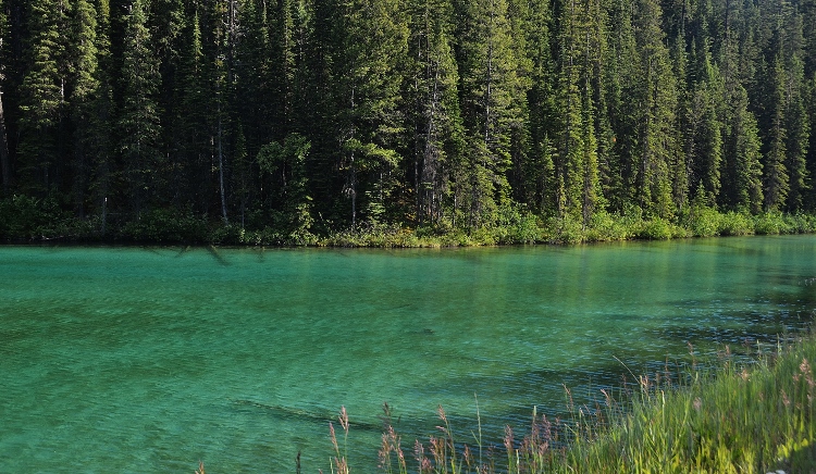 Olive Lake